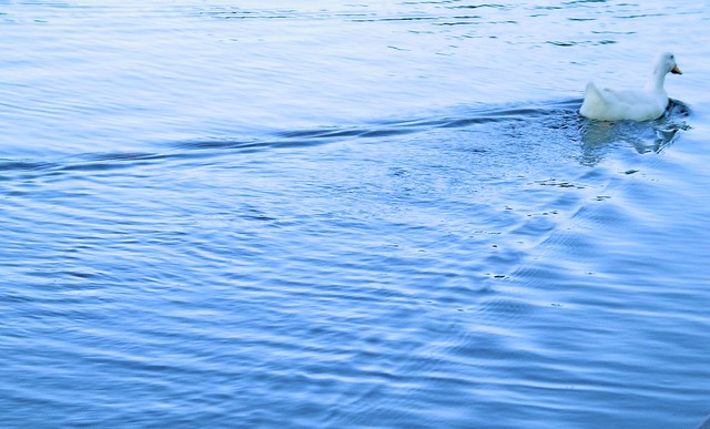 Ripples