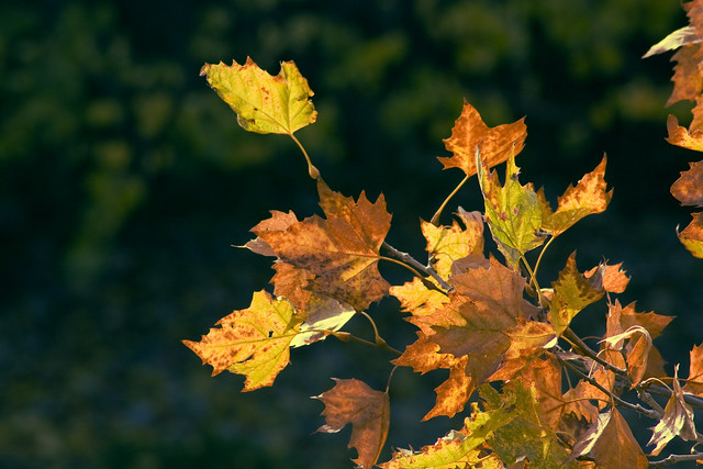 Autumn Leaves