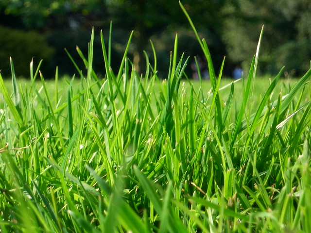 Grass